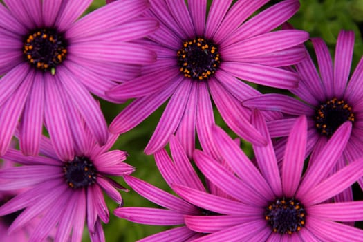 Photo of a group of purple daisies