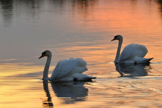 Two swans on a lake at sunset