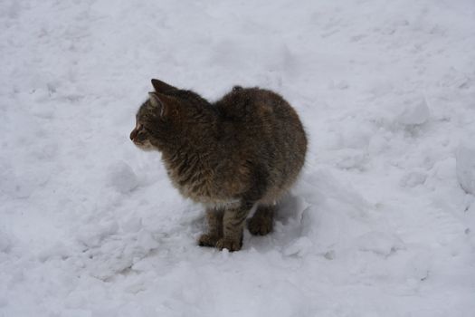 Cat on the snow