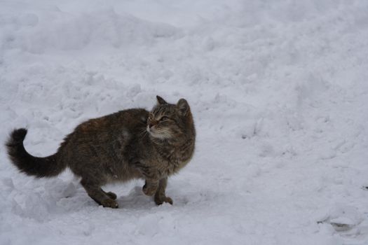 Cat on the snow