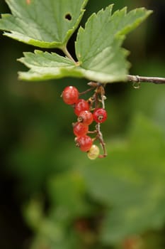 Cluster of red currant in the garden