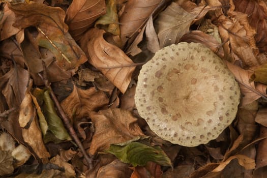 Autumn colours and textures of beech leaf litter with mushroom.