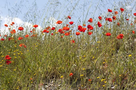 Field of red poppies in spring.