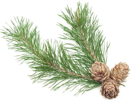 siberian pine cones with branch isolated on white 