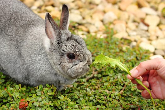 my pet little rabbit fattening hand-to-mouth