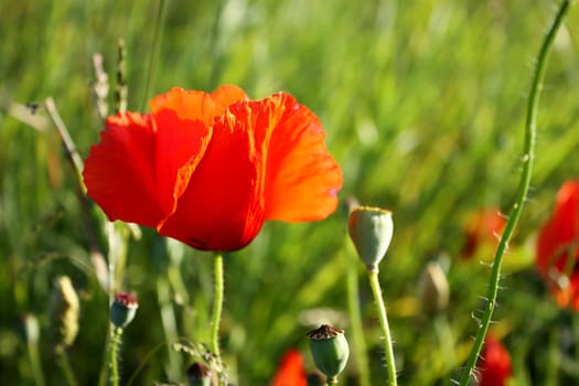Red poppy in front of green grass