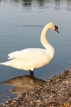 Curious big beautiful white swan on the lakeside