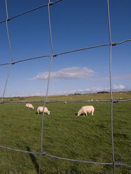 Sheep grazing on fenced pasture land.