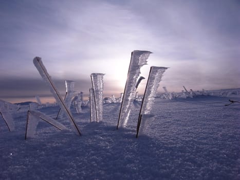 Grasses, frozen in ice looking like ice flags.