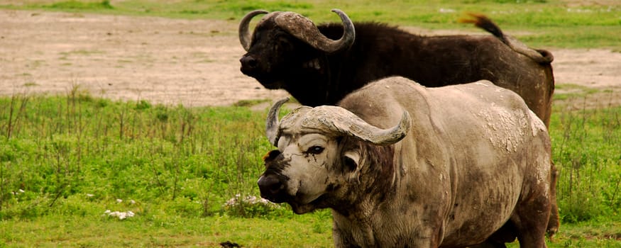 two african buffalos on the plains of the Ngorongor crater