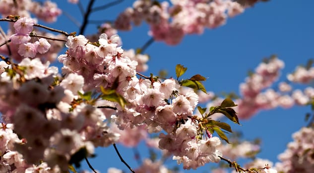 Cherry tree blossoming with blue sky in the background