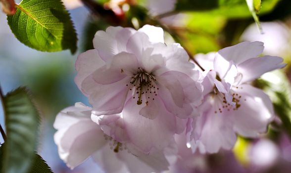 the flower of a cherry tree in blossom