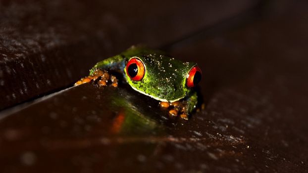 a red eyed tree frog on a wooden surface