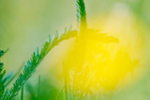 Spring nature background with grass and blue sky in the back