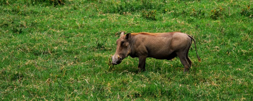 an african warthog standing in green grass