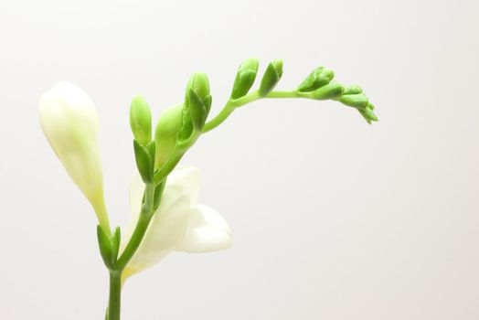 Beautiful freesia flowers over white background