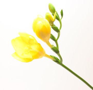 Beautiful freesia flowers over white background