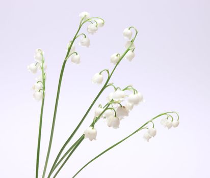 Beautiful fresh Lily-of-the-valey flowers isolated on white