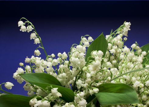 Beautiful fresh Lily-of-the-valey flowers over dark blue background