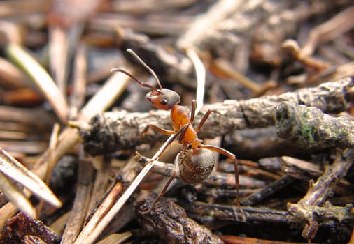 Defencing ant