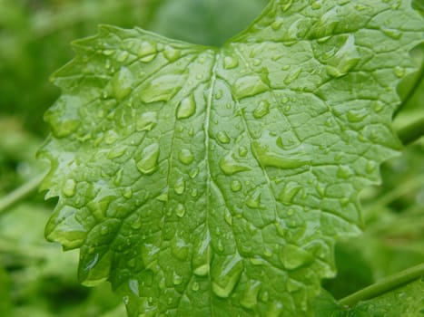 Waterdrops on leaf