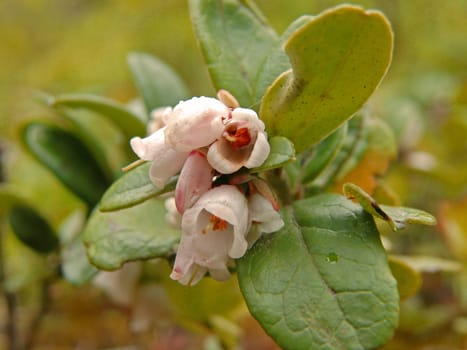 Tyttebær blomst