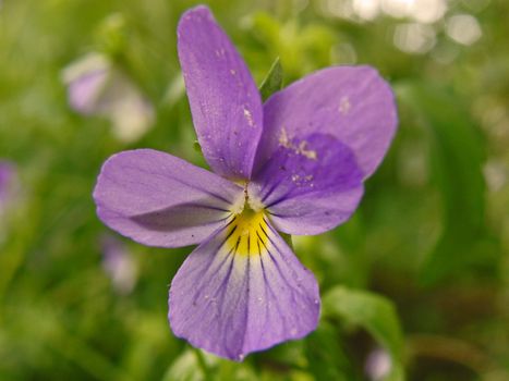 Summer flower