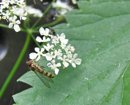 Flower with bug