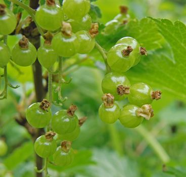 red currant