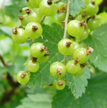 red currant