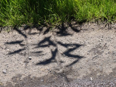 the shadows of tree like as Chinese script