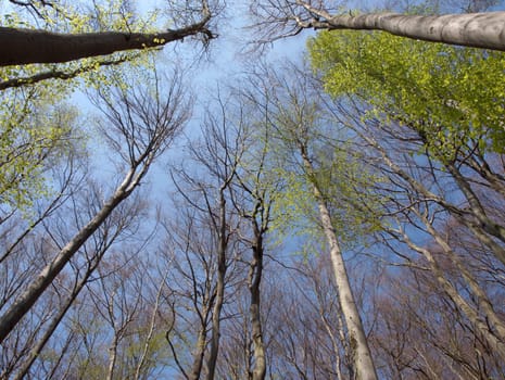 nice view up, in spring, when the trees begins to turn green