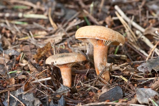 Saffron milkcaps, Lactarious deliciosus, growing on pine needles and leaf litter.