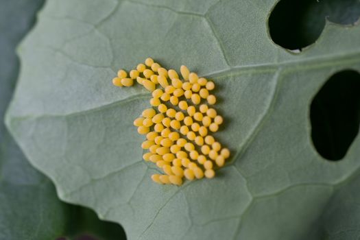 Yellow eggs of the cabbage white butterfly, Pieris brassicae on brassica leaf.