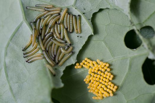 Eggs and larvae of the cabbage white butterfly, Pieris brassicae on brassica leaf.