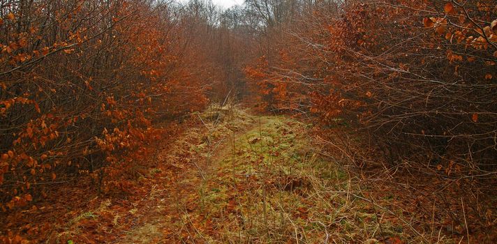 Mystic forest