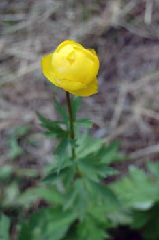 globeflower