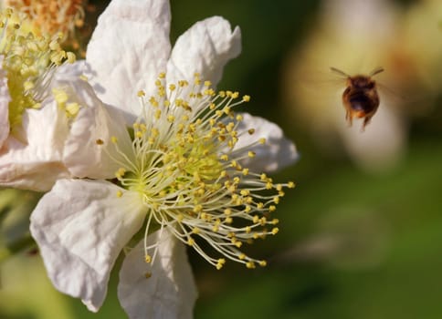 Bee leaving flower