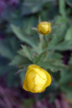 globeflowers