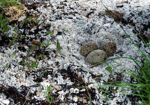 eggs of an Oystercatcher