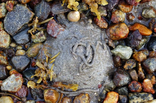 lugworm casts on the beach