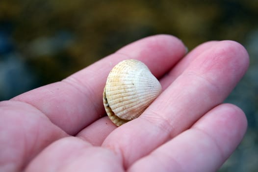 shells in a hand