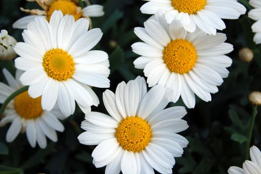 daisies