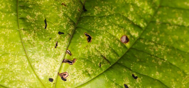 Close up of Green Leaf in Sri Lanka