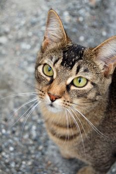 mottled cat