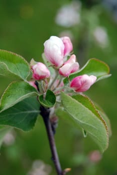 cherry tree flowers