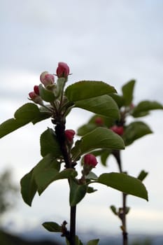 cherry tree flowers