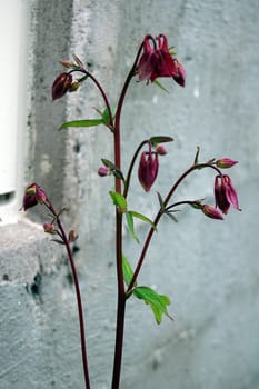 Aquilegia 