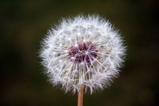 dandelion seeds