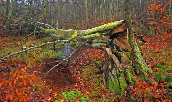 Fallen tree in autumn